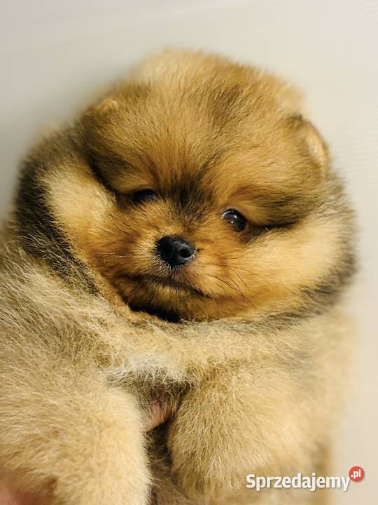 Szpic Pomeranian miniaturowy szczeniak piesek