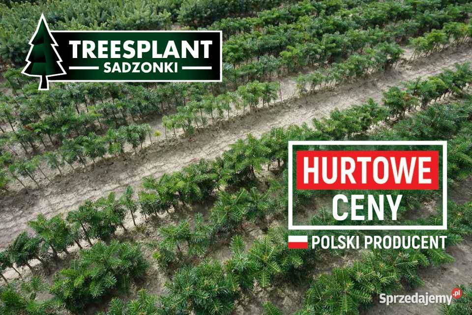 Jodła Kaukaska 22 sadzonki Świerk srebrny Rolnictwo Wrocław