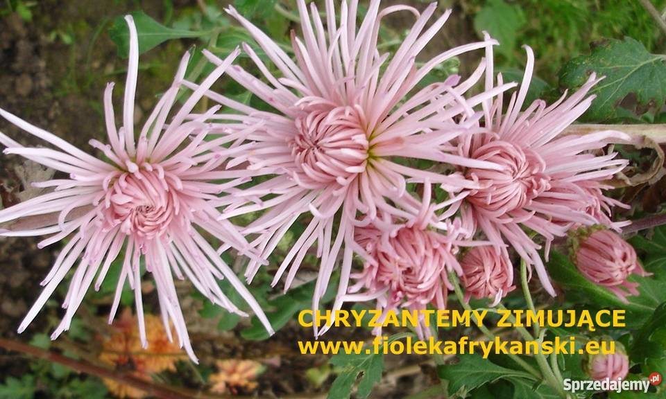 CHRYZANTEMY OGRODOWE ZIMUJĄCE DĄBKI Jelenia Góra