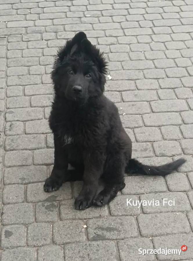 szczeniaki owczarki niemieckie długowłose ZKwP Tuchola