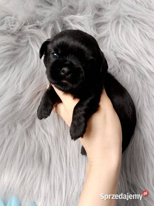 Piękny czarny piesek rasy ShihTzu