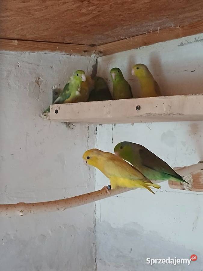 Sprzedam wróbliczki Rżyska