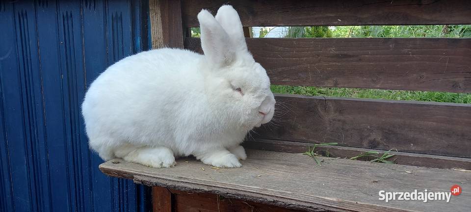 Królik nowozelandzki podkarpackie Borek Stary