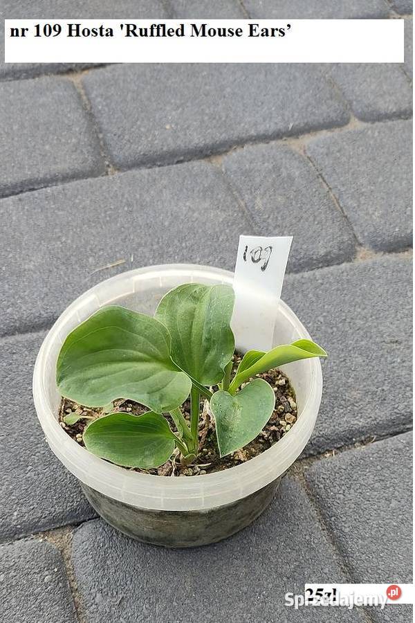 Hosta Stiletto Opole