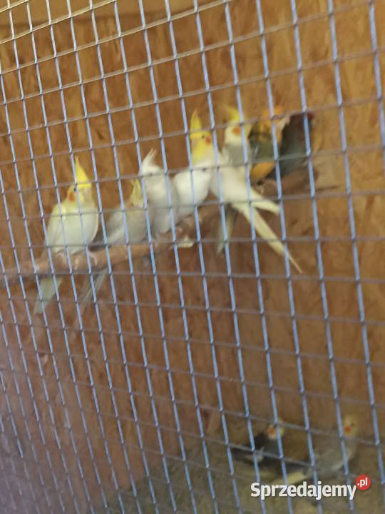 Papugi Orzesze sprzedam