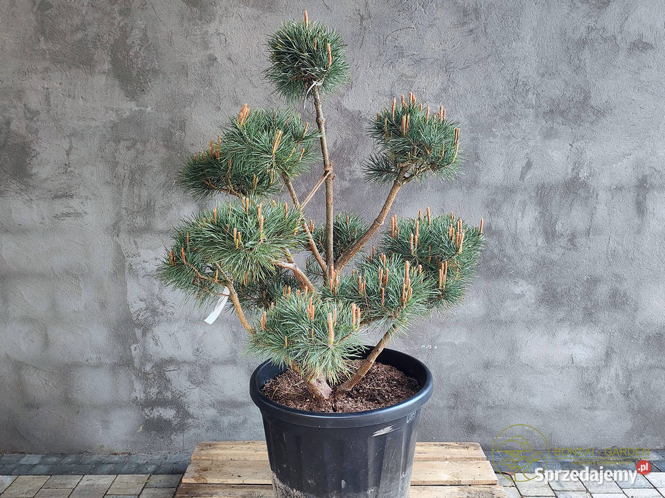 Sosna pospolita formowana 089 NIWAKI BONSAI mazowieckie Warszawa