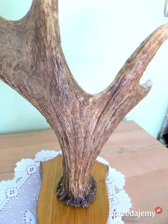 ŁOŚ Zrzut Poroże Rosocha Róg Rogi Trofeum Łopata Rewal