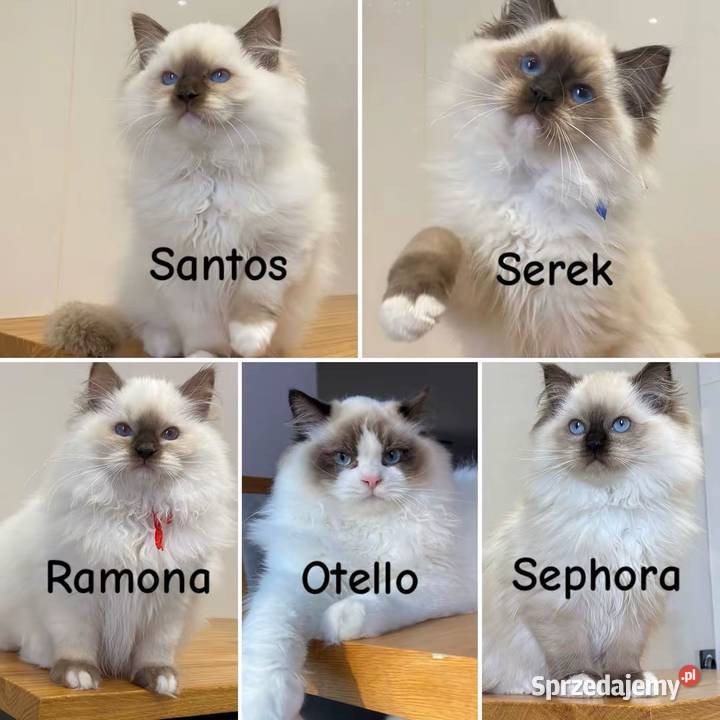 Kocurek ragdoll prawdziwy międzynarodowy rodowód Katowice