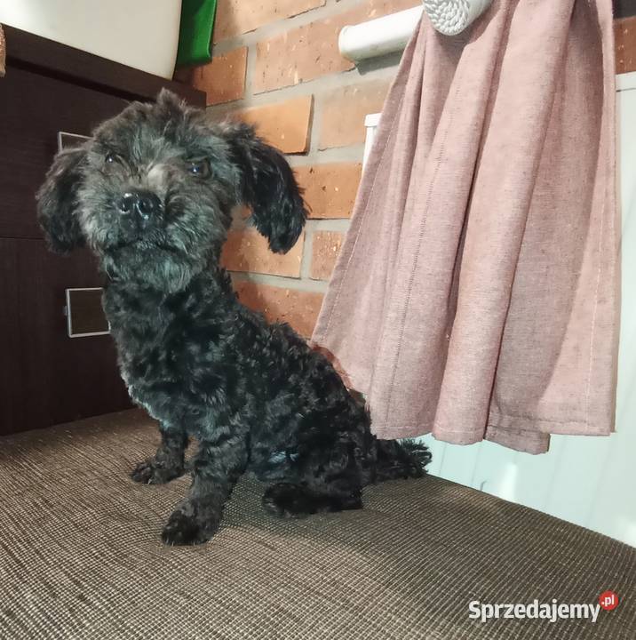 Irokez piesek rasy Rosyjska Bolonka Kolorowa Zwierzęta