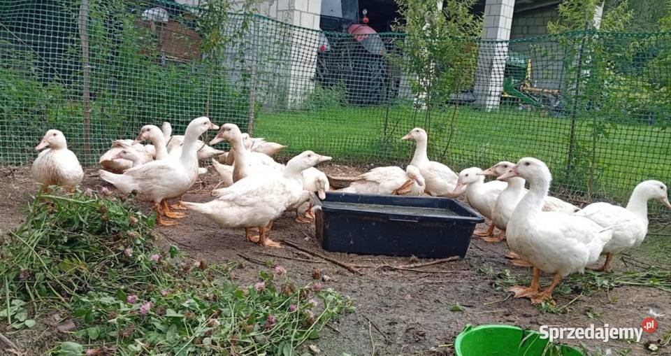 Sprzedam Kaczki tuszka Kaczka Ekologiczna lubelskie Wisznice