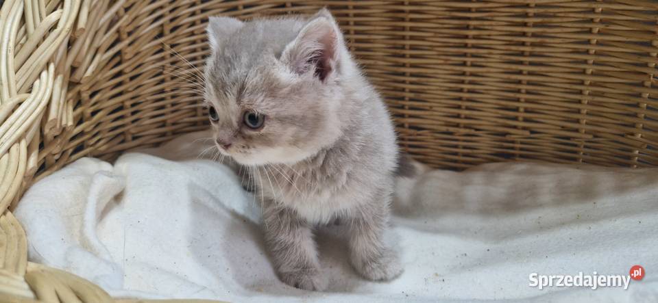 Kotka Szkocka liliowa pręgowana Katowice