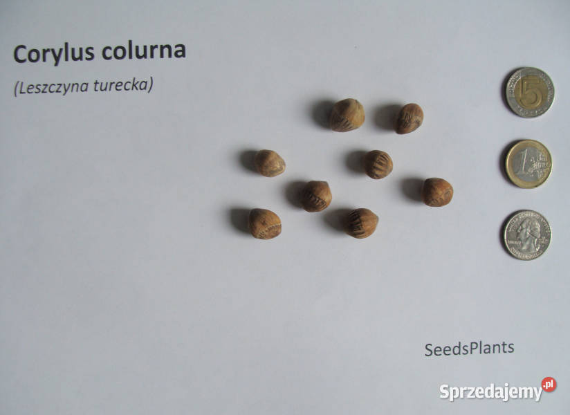 LESZCZYNA TURECKA Corylus colurna NASIONA 100 Nasiona Lubanie