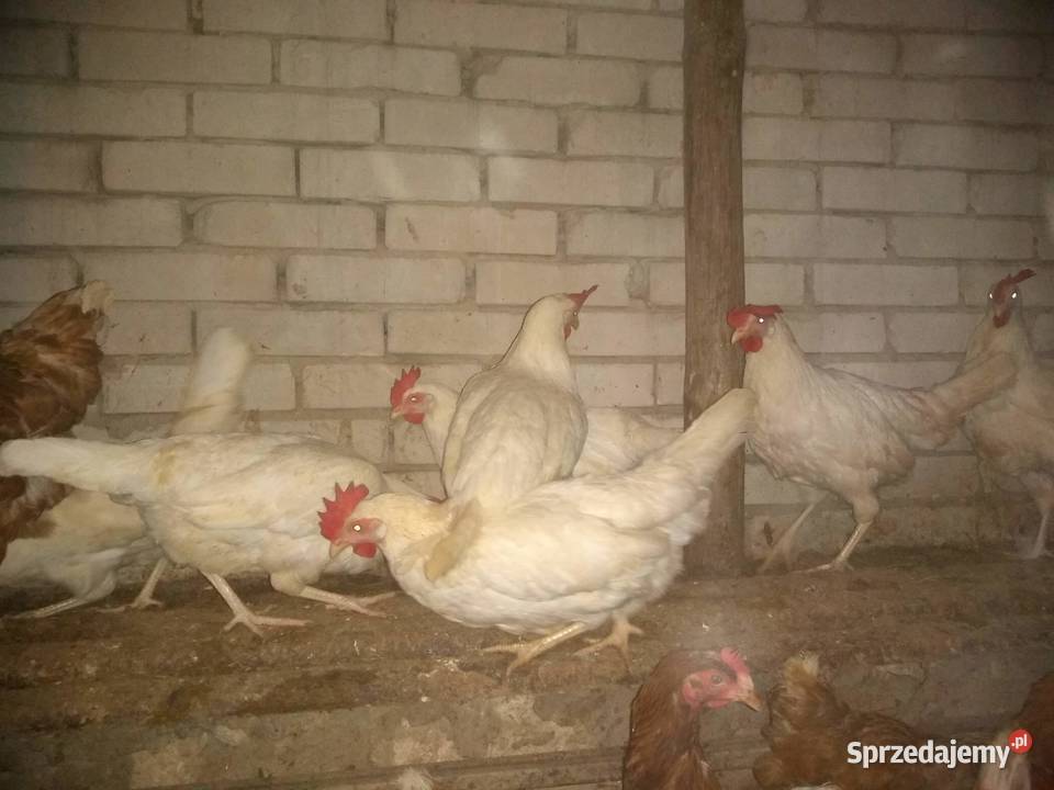 Kury nioski Leghorn Kraków transport całe sprzedam