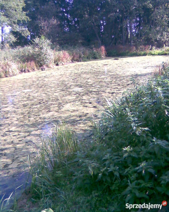 sprzedam gospodarstwo ziemię rolną parterowy Gilówka Dolna