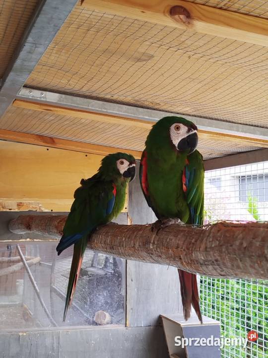 Ara severa para lęgowa Ptaki