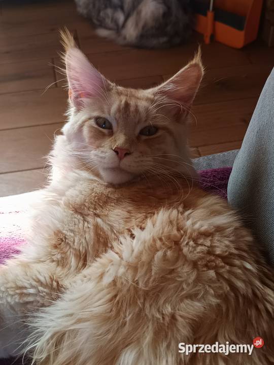 Śliczna kotka rasy Maine coon z rodowodem Maine Coon świętokrzyskie Prawęcin sprzedam
