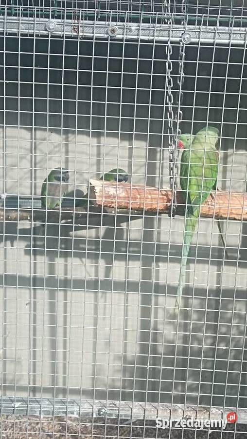 Aleksandretta Wieki i Chińska Zator