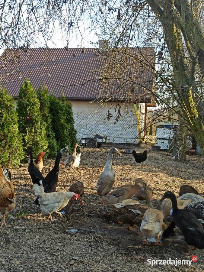 Jaja lęgowe biegusa biegus indyjski Krupe