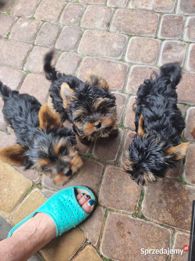 York terrier Grabów nad Prosną