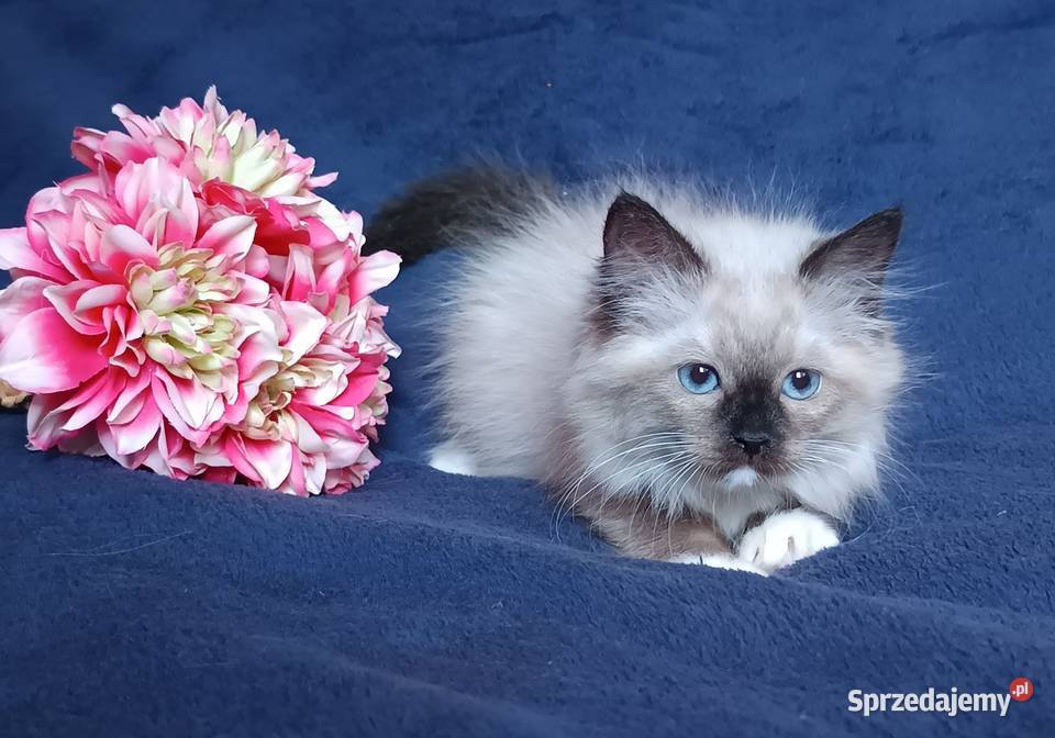 Koty Syberyjskie Neva Masquerade LUKRECJA Kwilcz