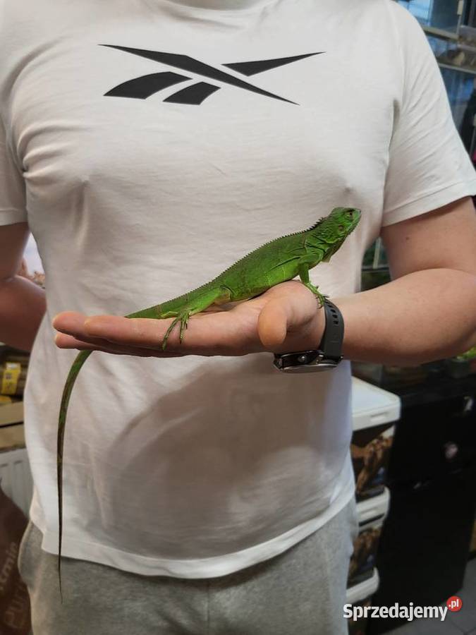Legwan Igłana Zielona Sklep Zoologiczny śląskie sprzedam