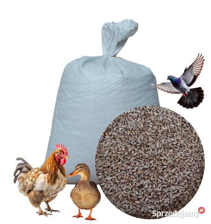 Pszenżyto ozime BORWO oczyszczone drobiu gołębi