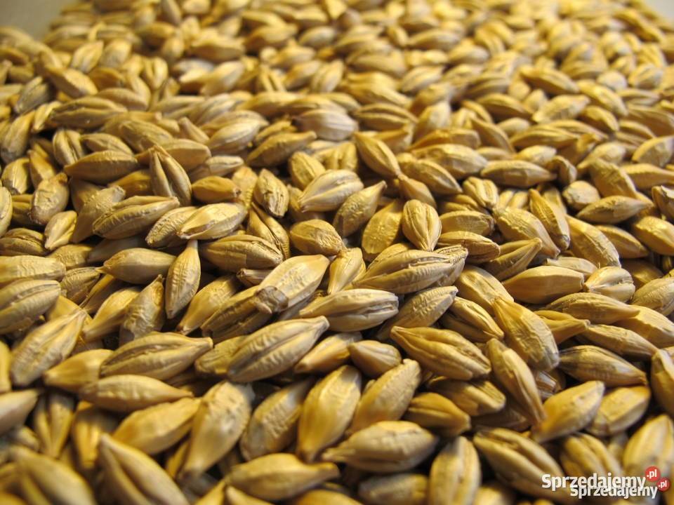 jeczmien pszenica pszenzyto dostawa Kalisz