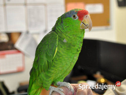 Papuga Amazonka Krasnogłowa Viridigenalis Kraków