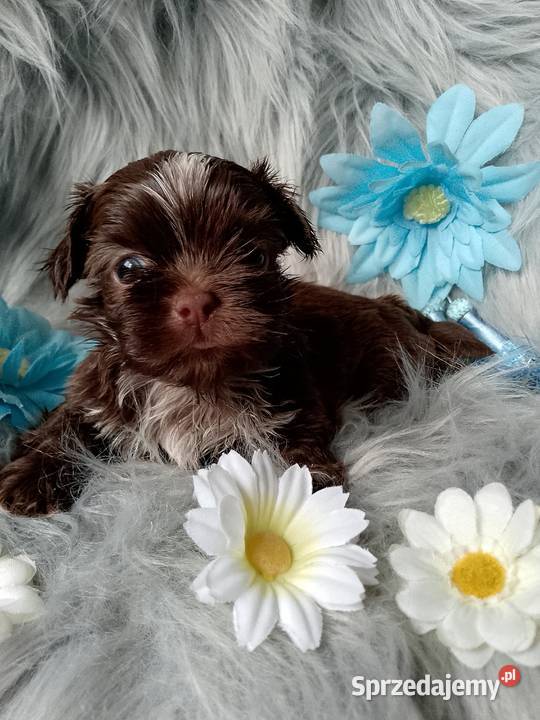 Śliczny piesek czekoladowy z białym rasy ShihTzu Shih Tzu opolskie