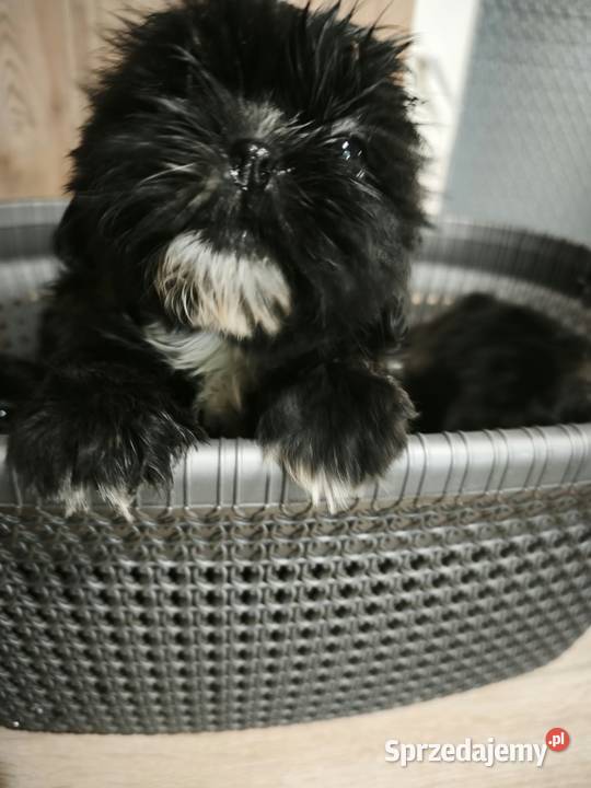 Szczenięta Shihtzu lwia ferajna Zwierzęta Bircza