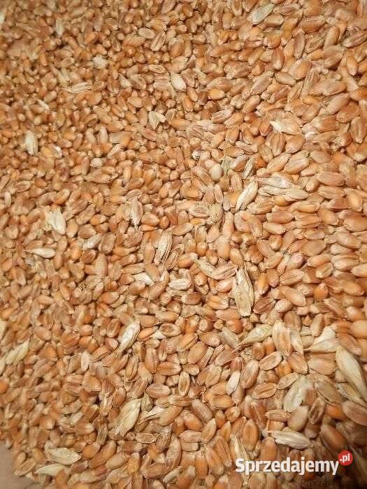 Pszenica zbiór 2025 Rolnictwo Chełm