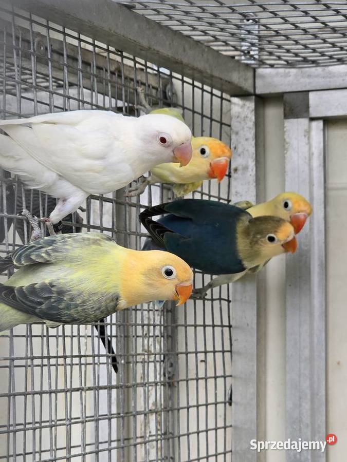 Nierozłączki Fischer młode do oswojenia I dolnośląskie Wrocław sprzedam