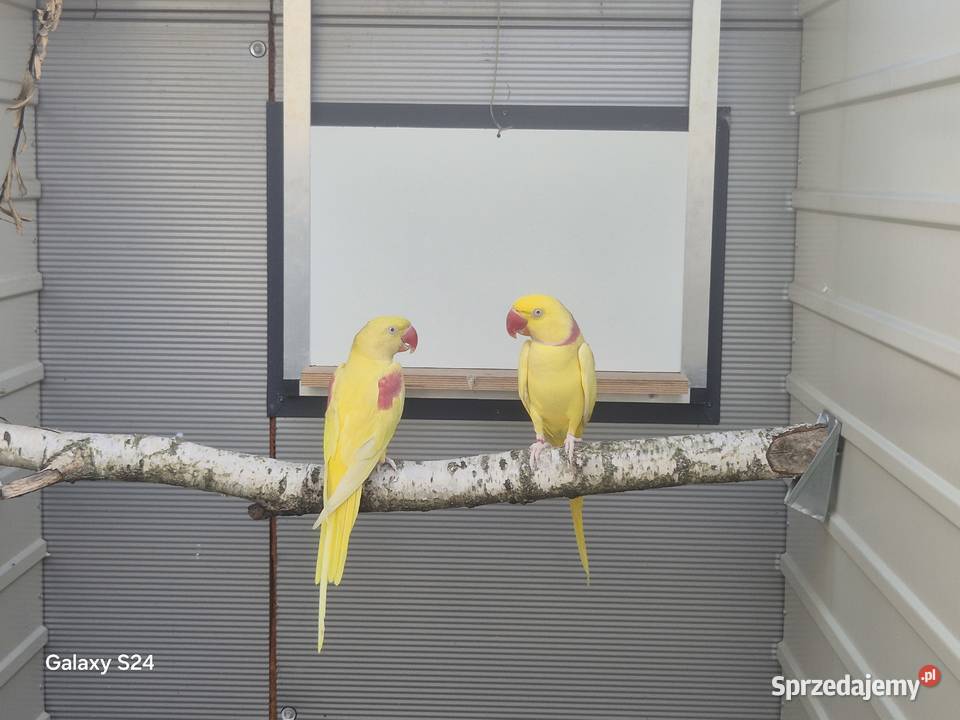 Aleksandretty wielkie lutino Rakoniewice