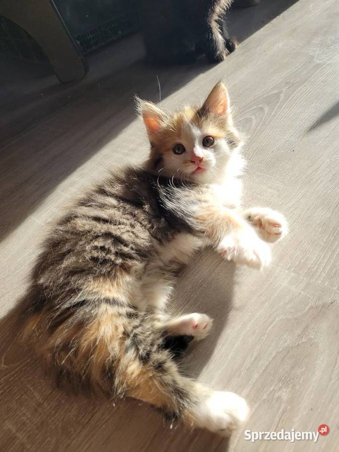 Kotki Maine Coon Polesie Mikułowskie sprzedam
