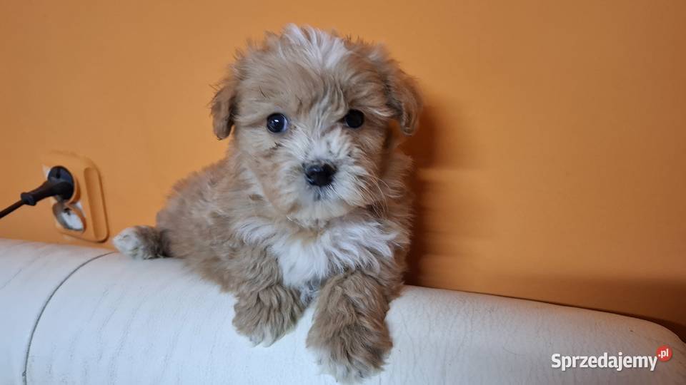 Maltipoo z metryką Ełk sprzedam