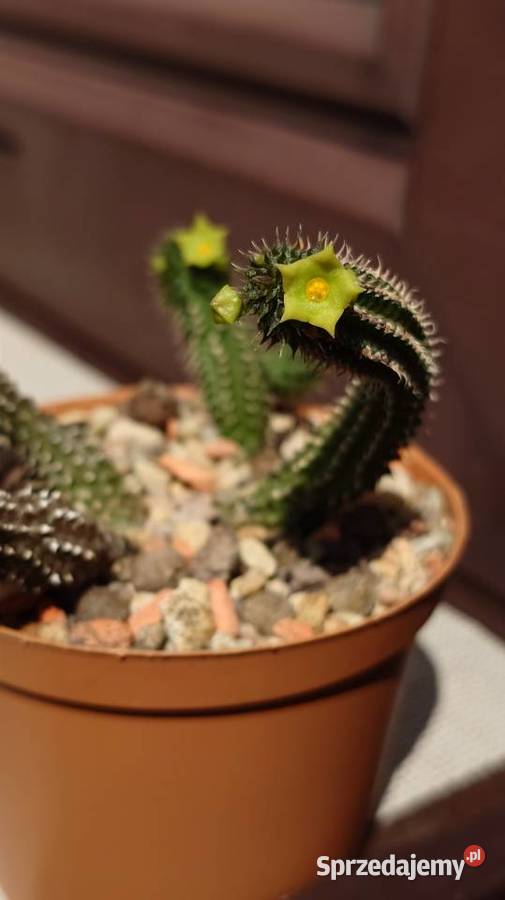Echidnopsis chrysantha sukulent miniatura Warszawa