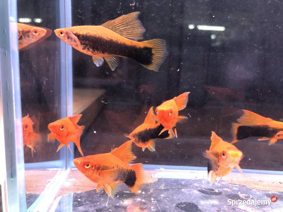 Mieczyk Tuxedo delta