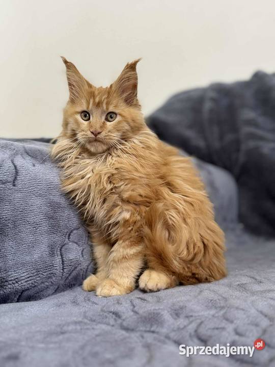 Maine Coon Rudy Daleszyce