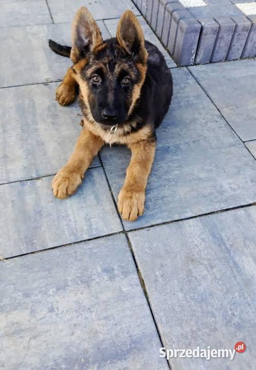 Owczarek Niemiecki długowłosy Sosnowo