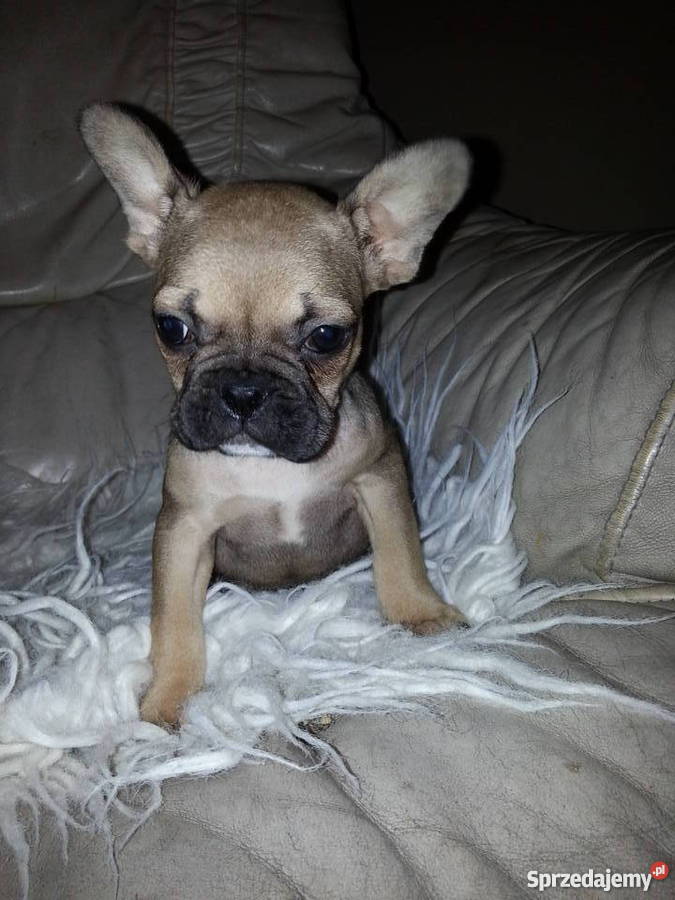 buldog francuski Konin