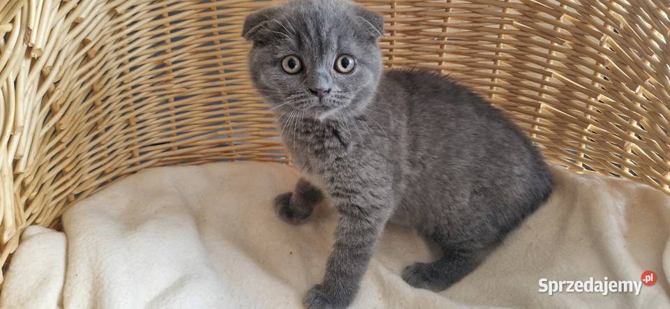 Kocurek Szkocki niebieski zwisłouchy Katowice