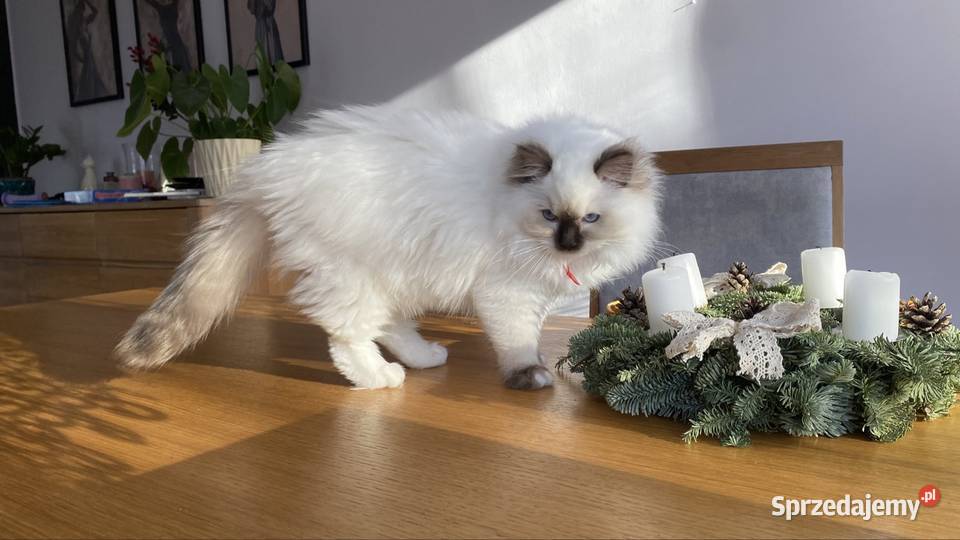 Gotowe do odbioru Ragdoll FPL Katowice