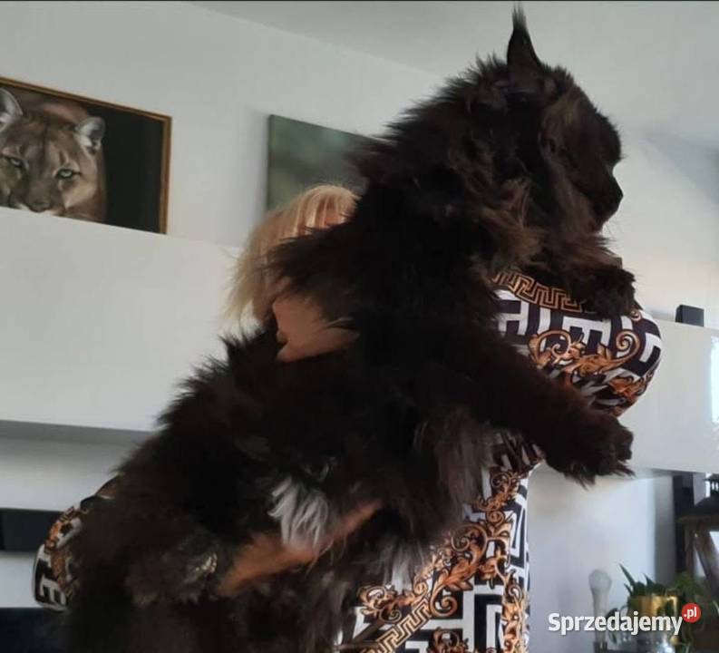 Maine Coon niebieski kocurek
