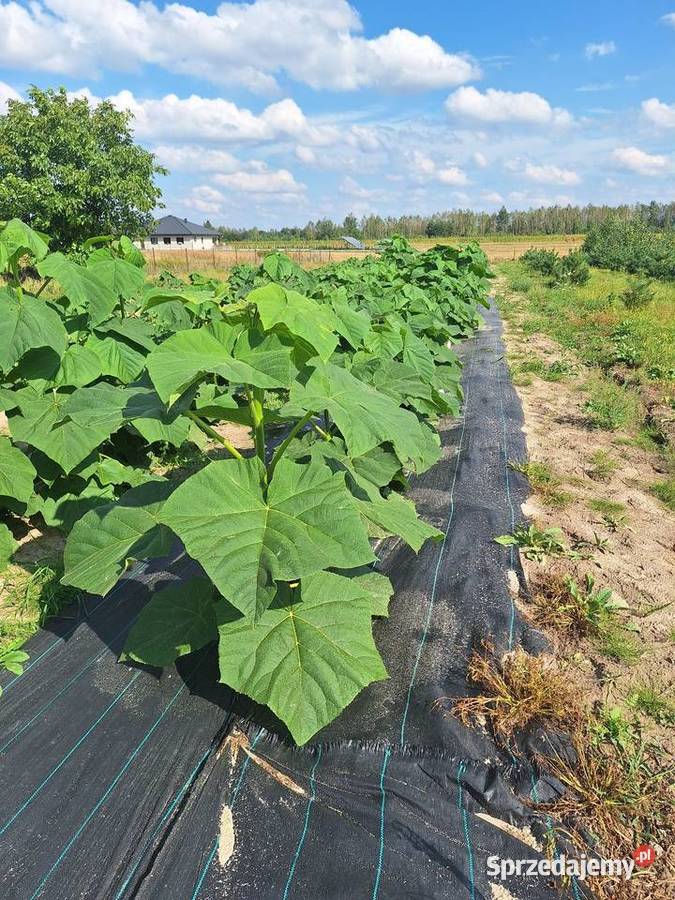 Paulownia Shan Tong w doniczkach p9 I korzeń sprzedam