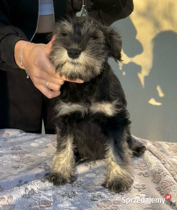 Sznaucer miniaturowy Warszawa