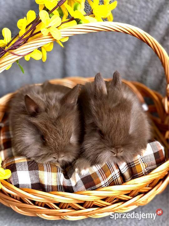 Króliki miniaturki teddy królik miniaturka Glinik Dolny