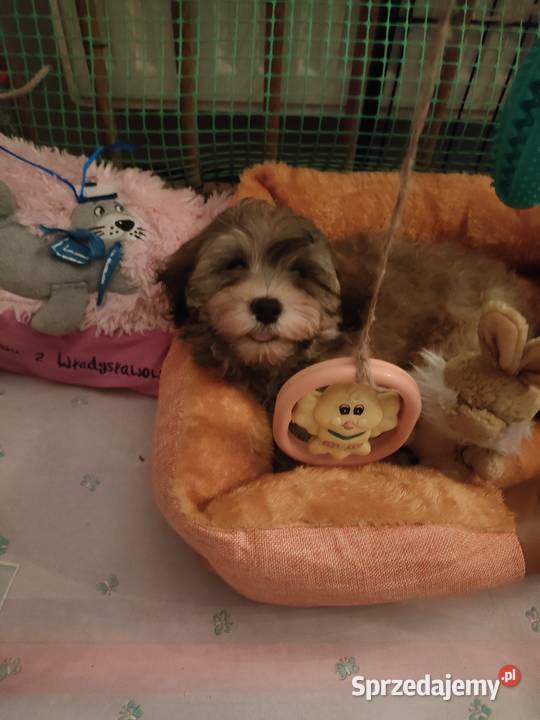 Hawańczyk szczeniak z rodowodem FCI Pozostałe Inowrocław sprzedam