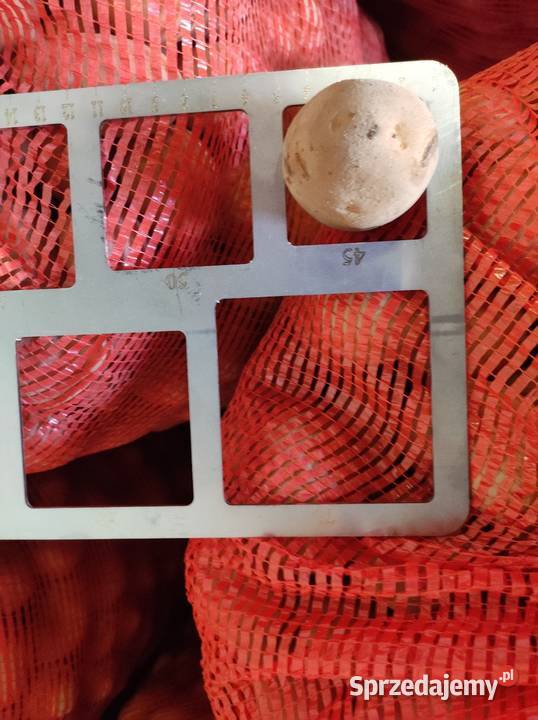 Ziemniaki Vineta Queen Anna dolnośląskie