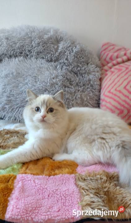 Kotka ragdoll blue lynx bikolor Wrocław