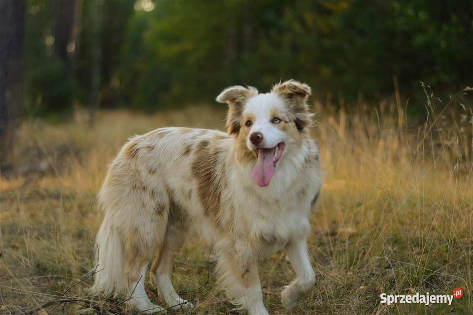 Border Collie FCI zapowiedz 2026 Drawno